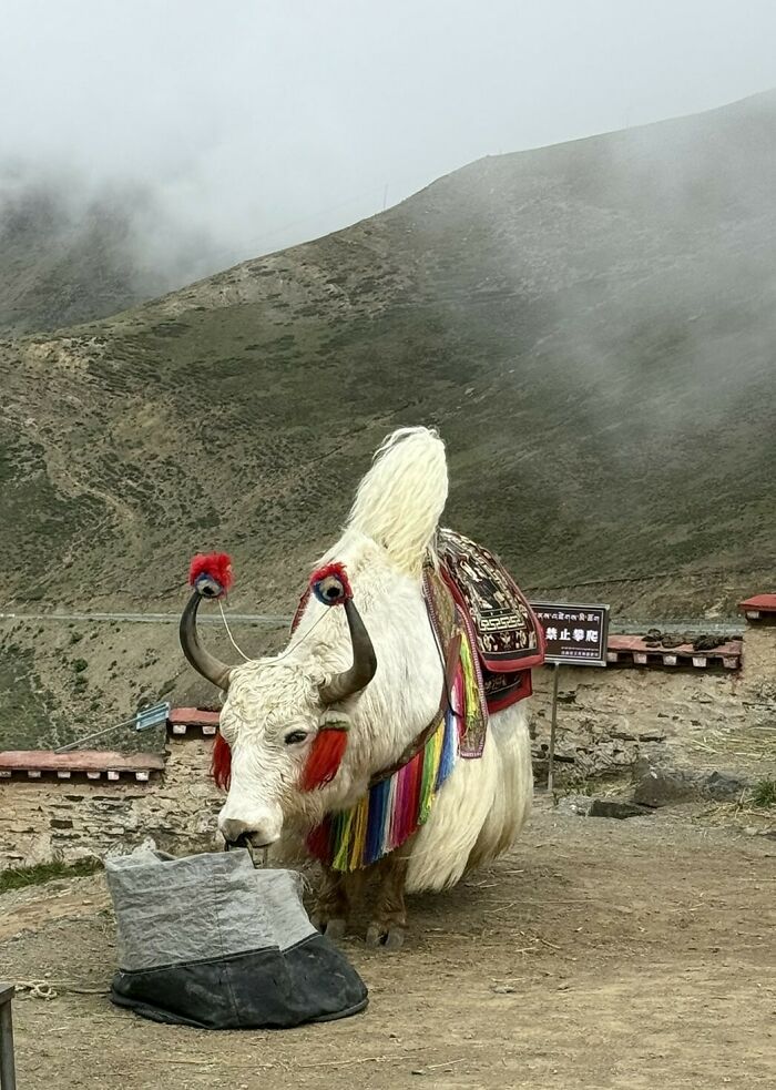 A beautifully adorned white yak with colorful decorations stands in a foggy mountainous landscape of China.