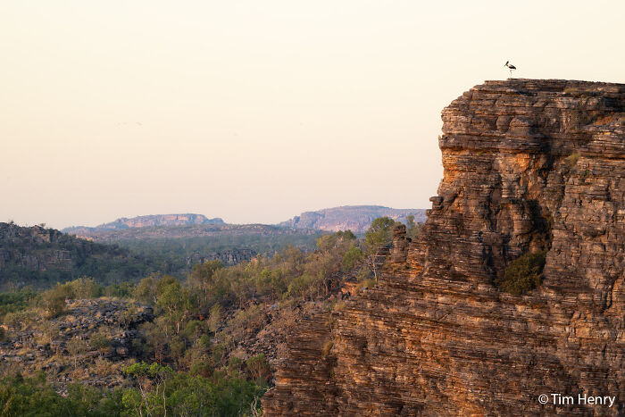 A black-necked stork standing on top of a red rocky cliff overlooking a vast landscape, submitted for the Au Photo Contest.
