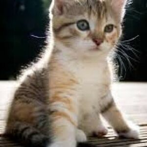 ameliarasmussen avatar