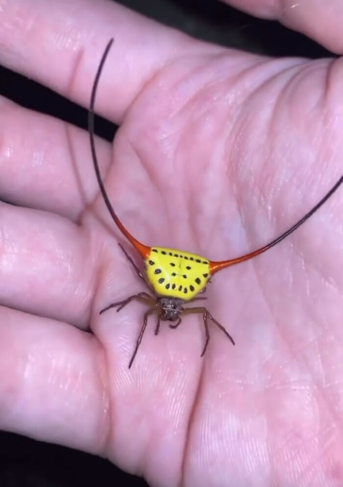 A person holding a yellow and red spider with long, thin antennae in their open palm. Things that should really be left alone.