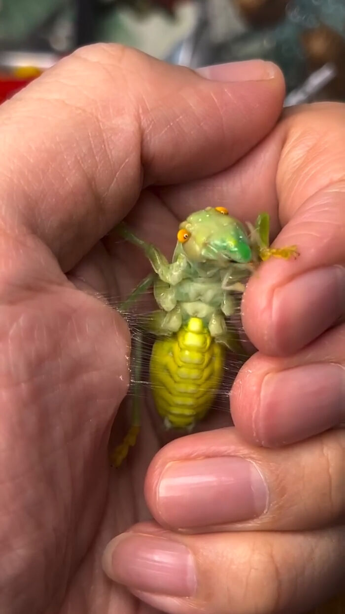 A person holding a large, bright green insect with orange eyes in their hands. Things that should really be left alone.