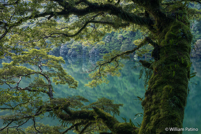 Lush green moss-covered tree branches framing a tranquil, reflective lake, a stunning entry in the Au Photo Contest.