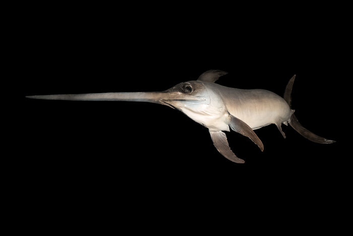 Goblin shark with long snout underwater in dark background diving story