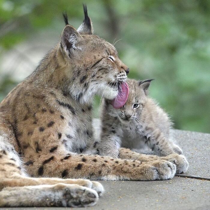 30 Heartwarming Photos Of Animal Moms And Their Babies Shared By Zooborns That Will Melt Your Heart