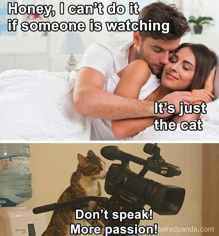 A blursed meme showing a couple in bed and a cat operating a video camera, with text 'Don't speak! More passion!'