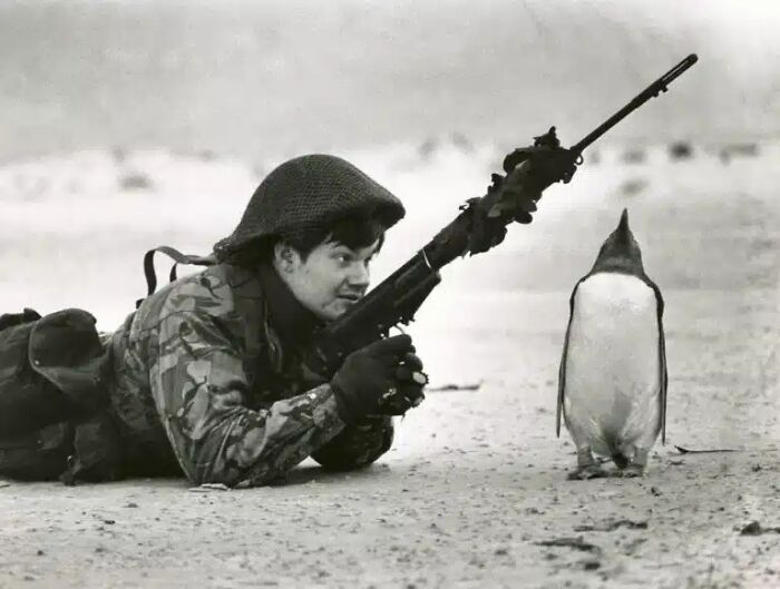 A soldier in camouflage aiming a rifle at a penguin on a sandy beach, one of many historical photos.