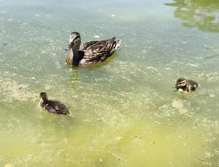 A mother duck and two ducklings swimming in the green, dirty Reflecting Pool.