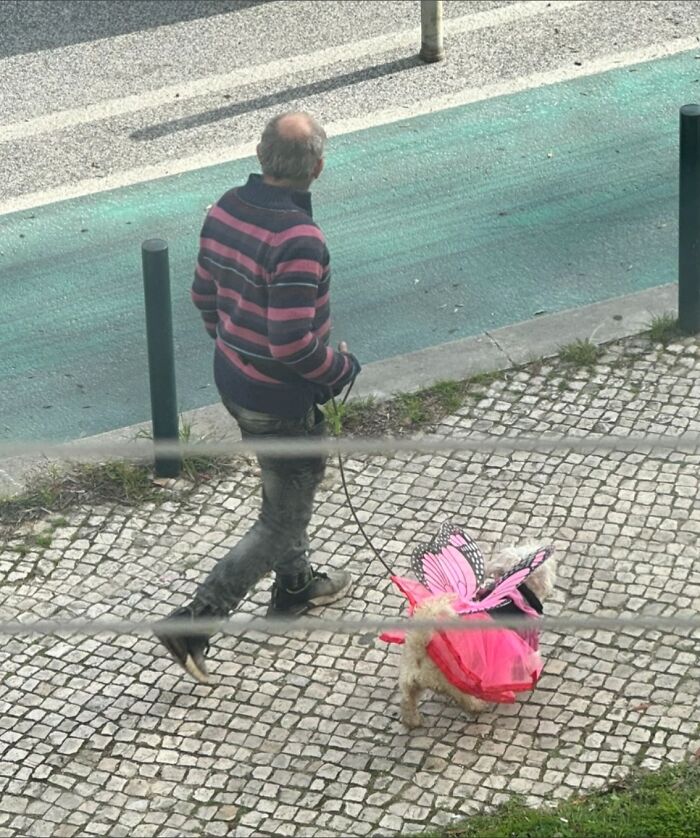 A man walks a small dog in a pink butterfly costume, a bizarre sight raising questions.