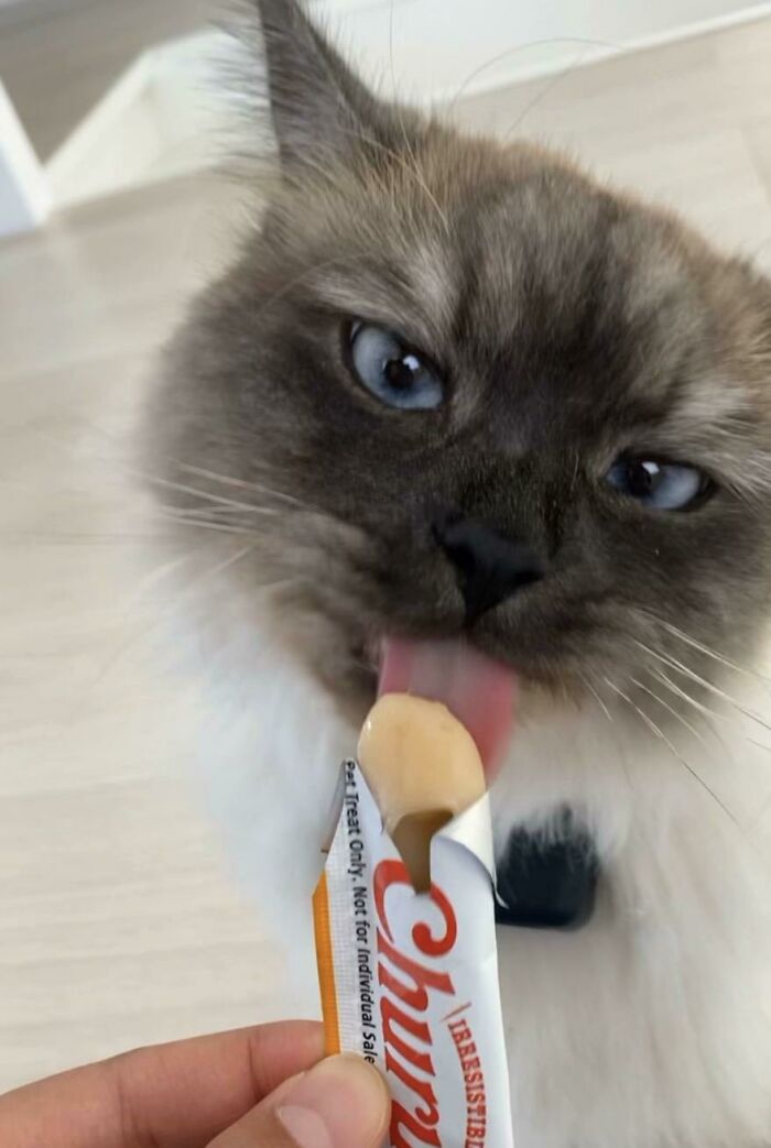Fluffy blue-eyed cat licking food from a human-held snack packet