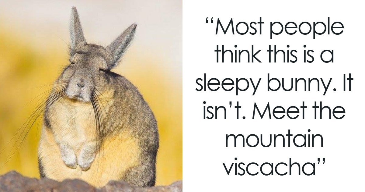 “Stands Like A Human”: 35 Surprising Facts And Stories About Animals That Might Teach You Something New
