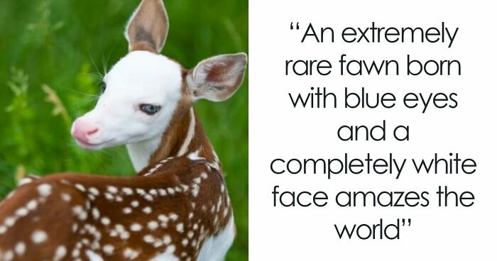 “Stands Like A Human”: 35 Surprising Facts And Stories About Animals That Might Teach You Something New
