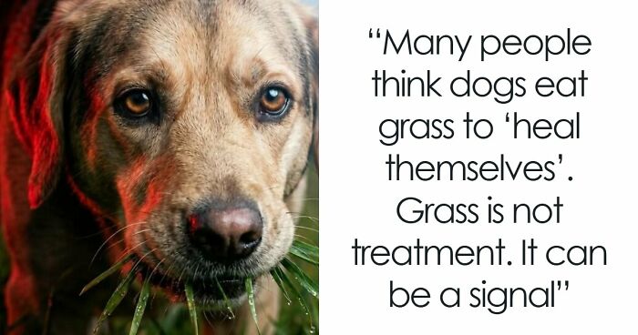 “Stands Like A Human”: 35 Surprising Facts And Stories About Animals That Might Teach You Something New