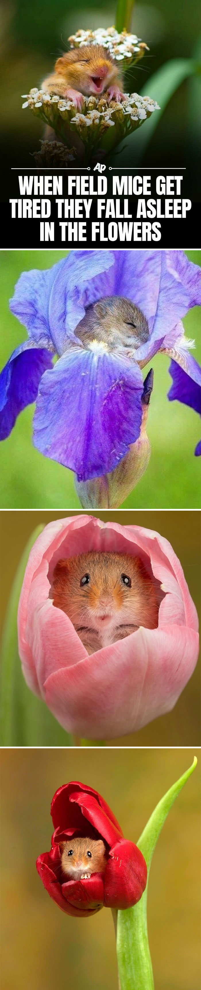 Field mouse sleeping nestled in flower petals showing interesting animal fact