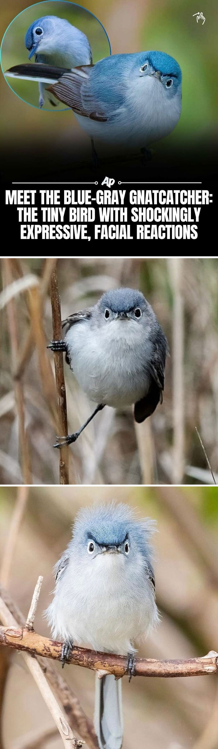 Blue-gray gnatcatcher bird with expressive facial reactions perched on branches