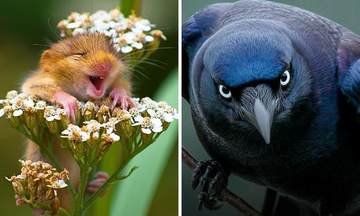 63 Interesting And Cool Animal Facts You Don’t Actually Need But Will Never Regret Learning