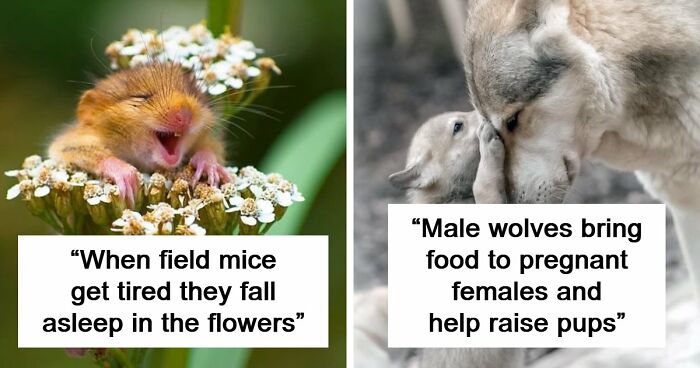 63 Interesting And Cool Animal Facts You Don’t Actually Need But Will Never Regret Learning