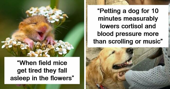 63 Interesting And Cool Animal Facts You Don’t Actually Need But Will Never Regret Learning