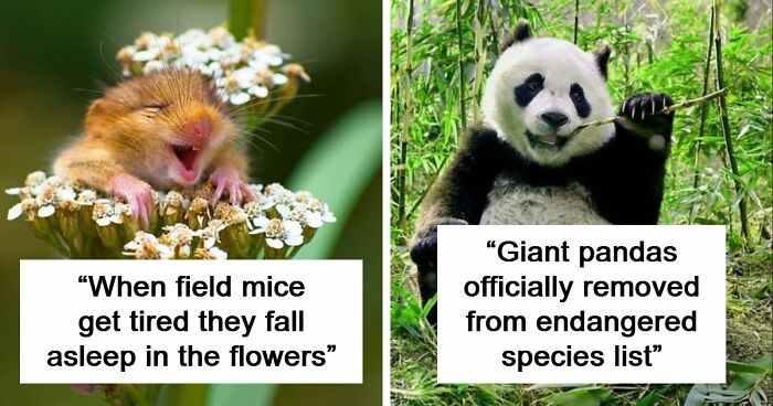 63 Interesting And Cool Animal Facts You Don’t Actually Need But Will Never Regret Learning