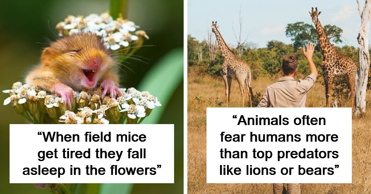 Hidden Wonders: 59 Incredible Animal Facts That Highlight Nature’s Best
