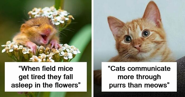 63 Interesting And Cool Animal Facts You Don’t Actually Need But Will Never Regret Learning