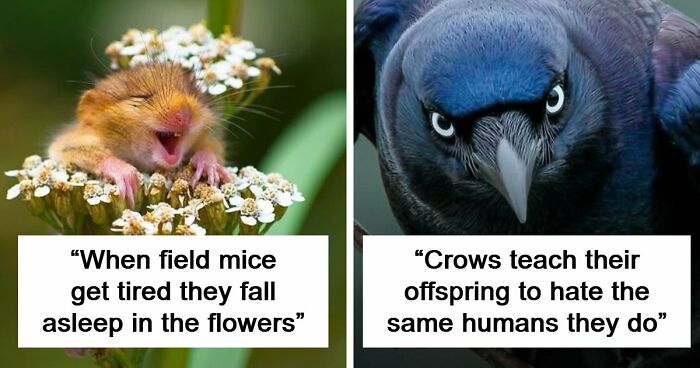 63 Interesting And Cool Animal Facts You Don’t Actually Need But Will Never Regret Learning