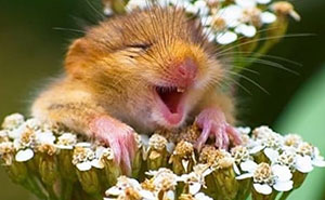 63 Interesting And Cool Animal Facts You Don’t Actually Need But Will Never Regret Learning