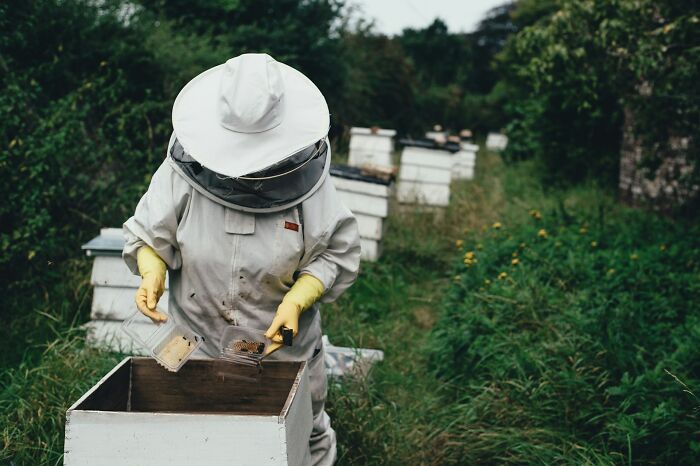 A person in a beekeeper suit with an unusual job, holding small containers near beehives in a field.