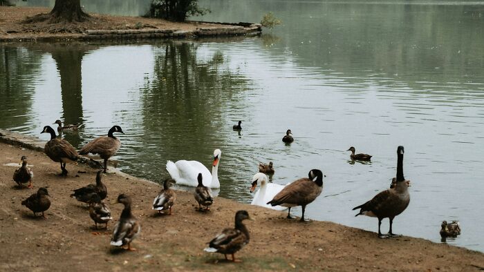 Ducks and swans by lake shore showcasing nature luxury