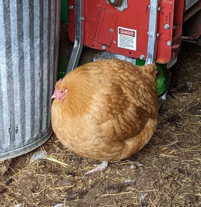 Chubby chicken sitting near a metal trash can in a barn setting