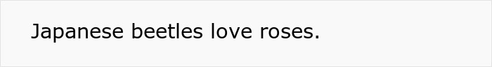Text stating Japanese beetles love roses, hinting at their use in a revenge plot to ruin a rose garden.