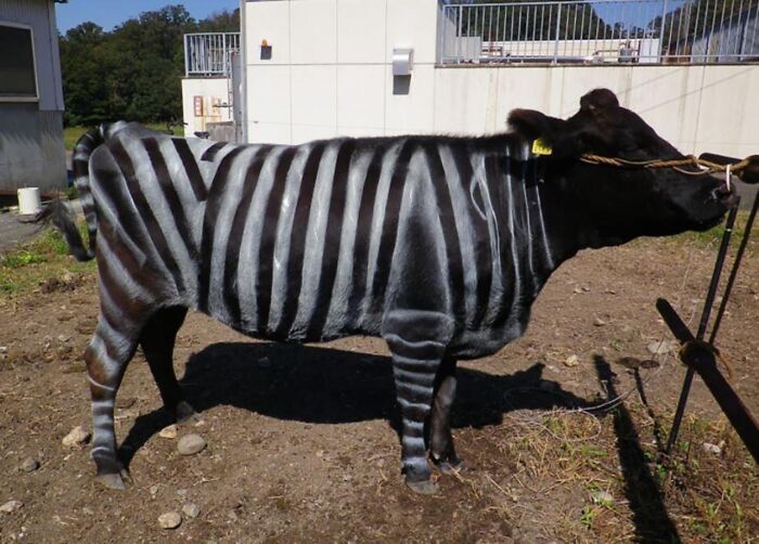 A cow painted with zebra stripes, a silly solution proving if it works, it ain't stupid.