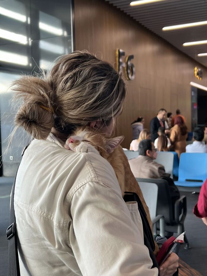 A wholesome photo of a person with a ginger cat sleeping on their shoulder at an airport, depicting a heartwarming trend.