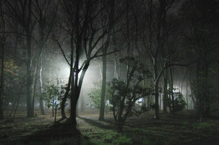 Nighttime creepy photo of misty forest illuminated by strong lights