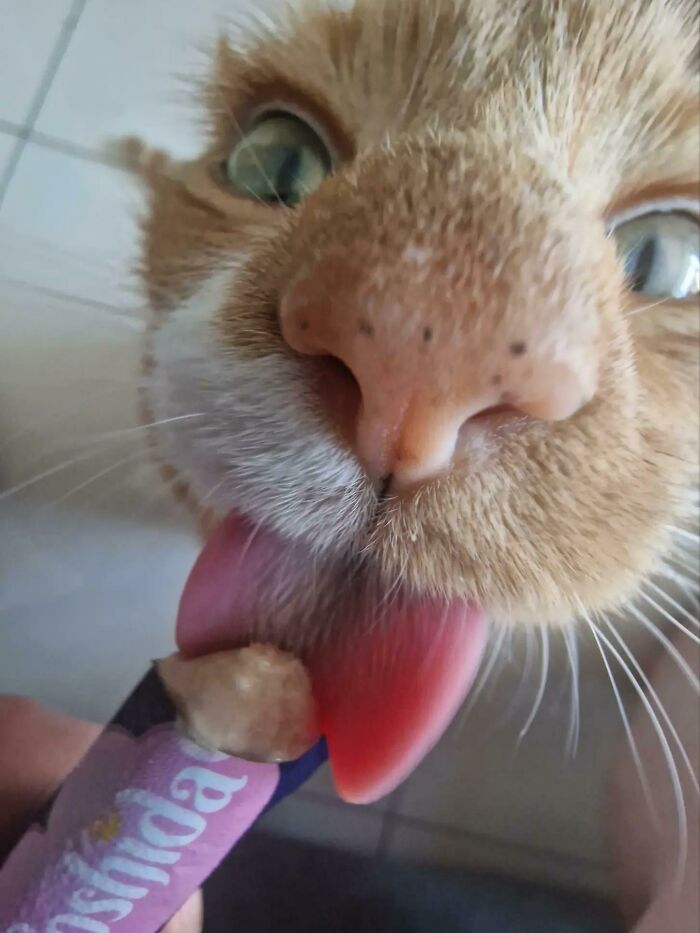 Close-up of orange tabby cat licking a snack from a packet food-obsessed cat