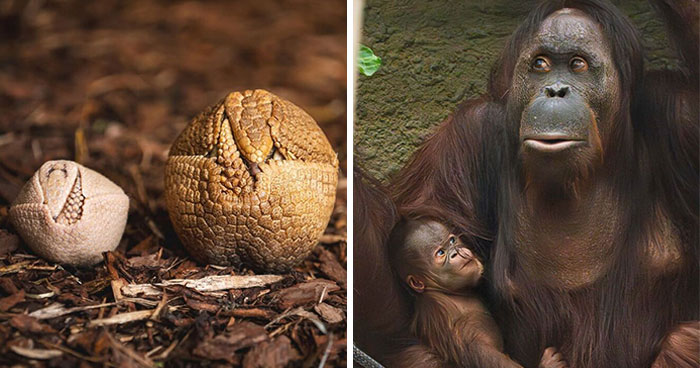 65 Adorable Baby Animals With Their Moms As Shared By ZooBorns