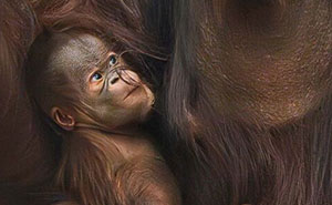 65 Adorable Baby Animals With Their Moms As Shared By ZooBorns