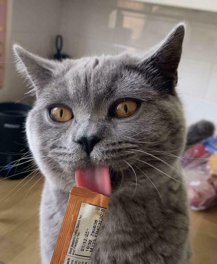 Gray cat licking a snack stick with amber eyes