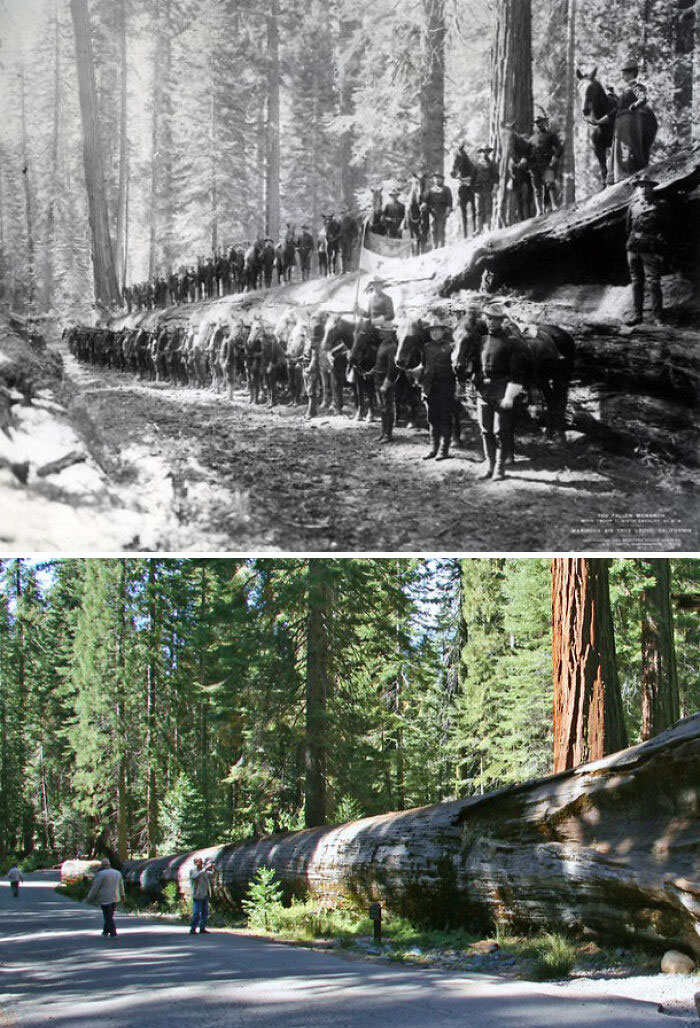 Before-and-after photos of a massive fallen tree in a forest with people and horses, illustrating how much America has changed.
