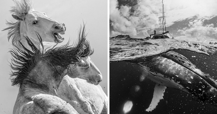From Heartwarming To Breathtaking: 22 Of The Best Animal Photos From The 2026 One Shot Awards