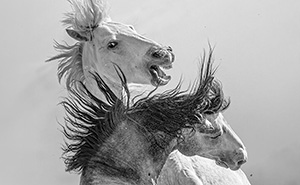 From Heartwarming To Breathtaking: 22 Of The Best Animal Photos From The 2026 One Shot Awards