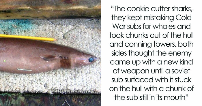 30 Mind-Boggling Unsolved Mysteries That Puzzled People For Years Until They Were Solved