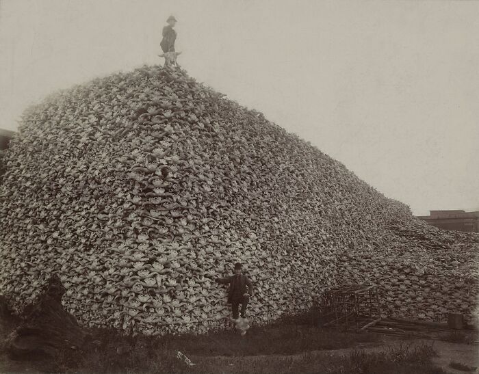 Bison Skull Pile