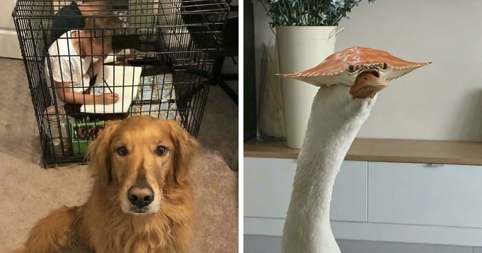 67 Hilarious Images That Are Somehow Both Blessed And Cursed