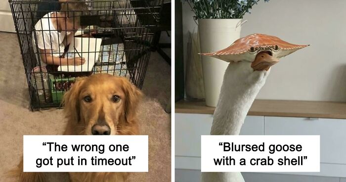67 Hilarious Images That Are Somehow Both Blessed And Cursed