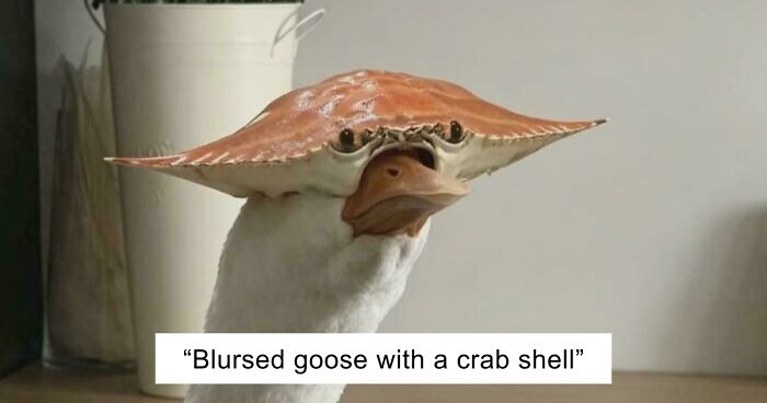 67 Hilarious Images That Are Somehow Both Blessed And Cursed