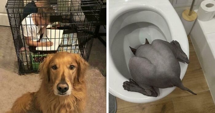 67 Hilarious Images That Are Somehow Both Blessed And Cursed