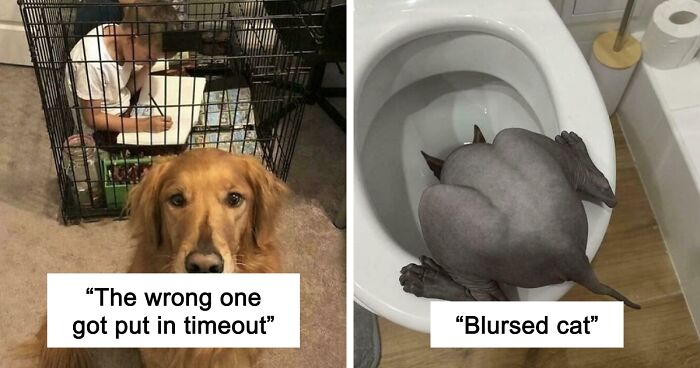 67 Hilarious Images That Are Somehow Both Blessed And Cursed