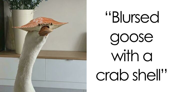 67 Hilarious Images That Are Somehow Both Blessed And Cursed