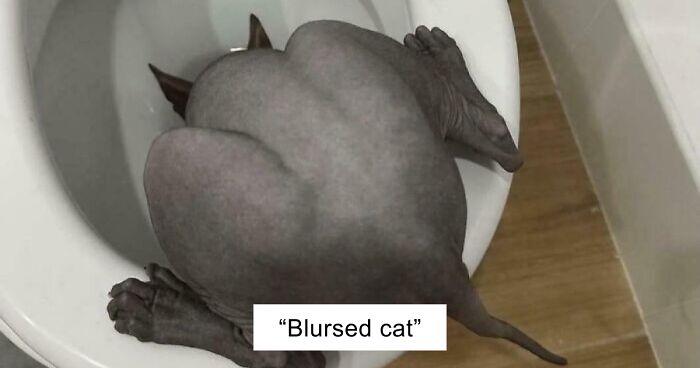 67 Hilarious Images That Are Somehow Both Blessed And Cursed