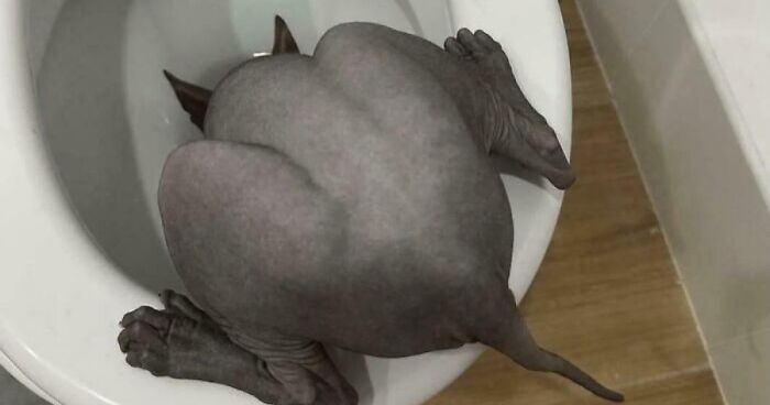 67 Hilarious Images That Are Somehow Both Blessed And Cursed